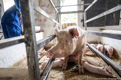 how unsanitary are factory farms
